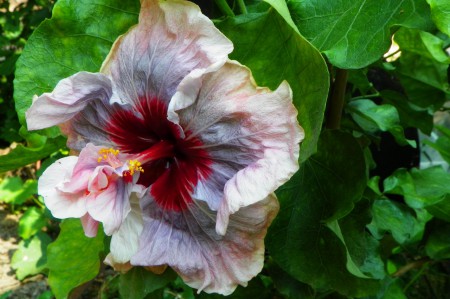 Hibiscus Lady Adele